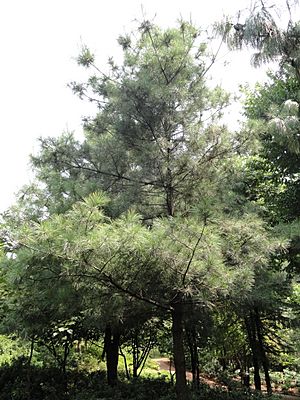 Pinus armandii - Kunming Botanical Garden - DSC02782