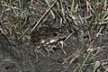 Plains Leopard Frog (Lithobates blairi)