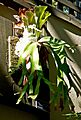 Platycerium andinum 1
