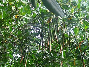 Plody mangrovnika (Rhizophora mangle)