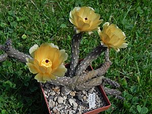 Pterocactus tuberosus.JPG