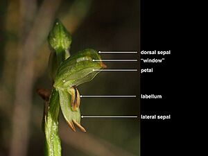 Pterostylis diminuta (labelled)