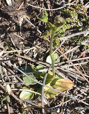 Pterostylis vernalis rosette