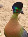 Purple-crested turaco, Tauraco porphyreolophus, at uMkhuze Game Reserve, kwaZulu-Natal, South Africa (15413446536)
