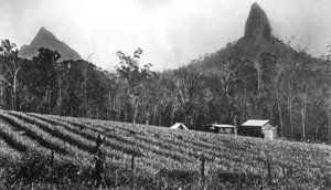 Queensland State Archives 2138 Mounts Beerwah and Crookneck Coonowrin Glass House Mountains c 1934