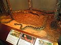 Rattlesnake exhibit, South Carolina Aquarium IMG 4639