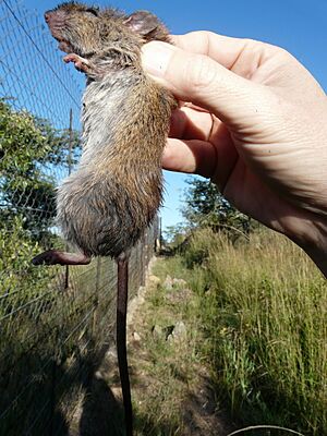 Red veld rat.jpg