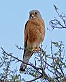 Rock Kestrel (Falco rupicolus), Mountain Zebra NP, South Africa