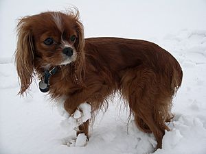 king charles spaniel ruby and white