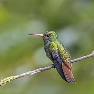 rufous-tailed-hummingbird-facts-for-kids