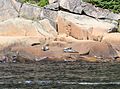 Saguenay Fjord Seals