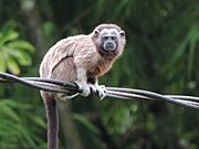 Photo of brown and gray monkey