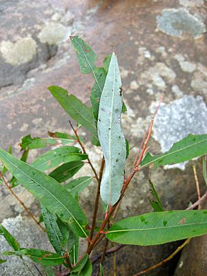 Salix caroliniana.jpg