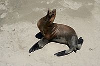 Seal at Santa Rosa Island