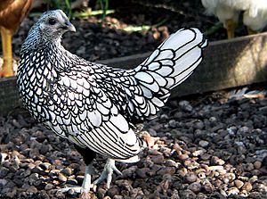 Silver Sebright hen