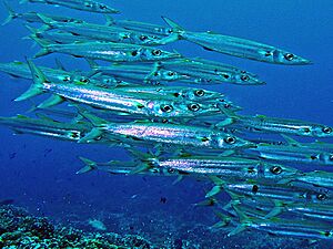 Sphyraenidae - Sphyraena helleri