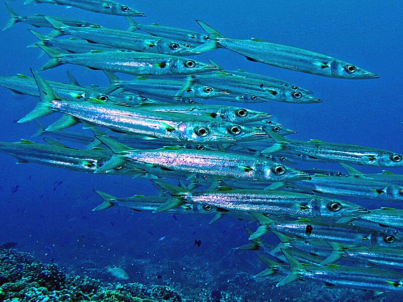 Sphyraenidae - Sphyraena helleri