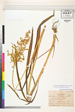Spodiopogon formosanus.jpg