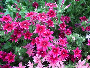 Star Phlox (Phlox twinkle) from Lalbagh Flowershow - August 2012 4699