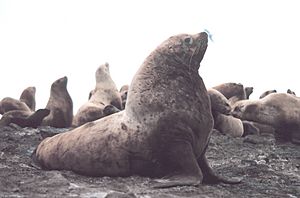 Steller sea lion bull