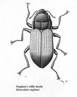 Stephans Riffle Beetle.jpg