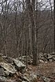 Stone Fort Wall