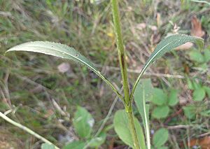 Succisa pratensis stem leaves