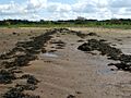 Supposed remains of a Roman causeway (geograph 1941946)