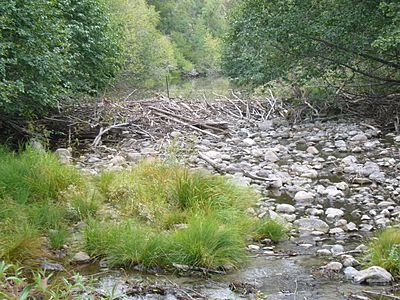 Taylor Creek with beaver dam 2012-09-23