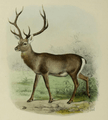 The deer of all lands (1898) Hangul