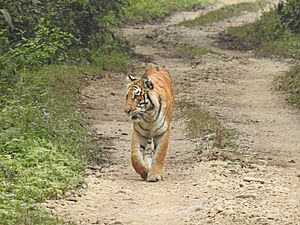 Tiger in chitwan