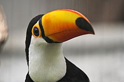 Tucano de tucano.jpg