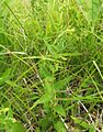 Tragia urticifolia