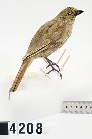 Turnagra capensis (AM LB4208-6).jpg