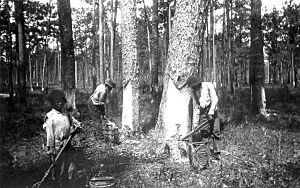 Turpentine workers in Florida