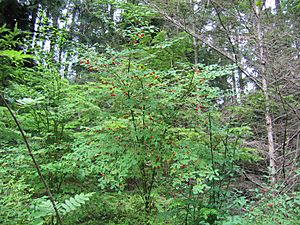 Vaccinium parvifolium.jpg