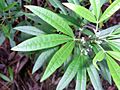 Watagans 3 leaf shrub