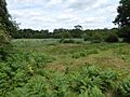 Weston Fen 6