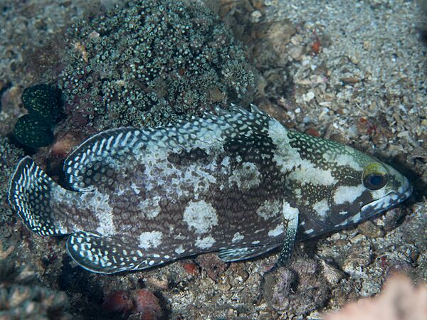 White-streaked grouper Night coloration (Epinephelus ongus) (30770597317)
