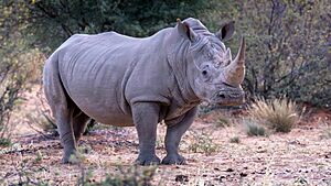 White Rhino at Working with Wildlife.jpg