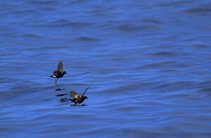 Wilson's storm petrel