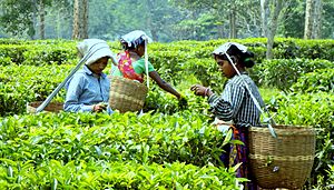 Women Worker at a Tea Garden of Assam