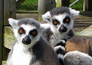 Zaboomafoo at magnetic hill zoo