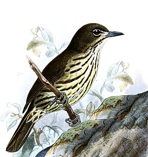 Zosterornis striatus Keulemans