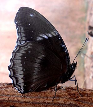 (Hypolimnas bolina) great eggfly butterfly at Madhurawada 01