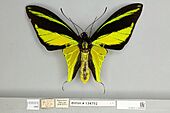 013605525 Ornithoptera meridionalis dorsal male