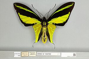 013605525 Ornithoptera meridionalis dorsal male.jpg