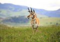 2015-06-10 Pronghorn in Yellowstone National Park, USA 7862