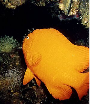 Aggregating Anemone 07