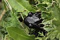 Alpine salamander - Salamandra atra (43643068394)